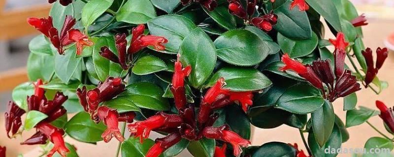 花卉口红吊兰怎样养,一年开几次花