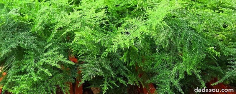花卉文竹<a href=https://www.dadasou.com/ny/yangzhi/ target=_blank class=infotextkey>养殖</a>方法,施什么肥料好