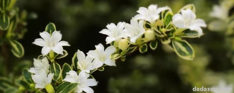 花卉六月雪的<a href=https://www.dadasou.com/ny/yangzhi/ target=_blank class=infotextkey>养殖</a>方法,附注意事项