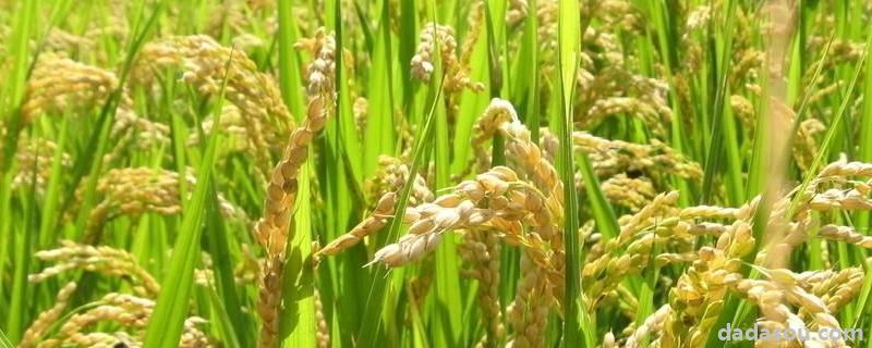 水稻缺水对产量影响最大的时期是什么,怎么补救