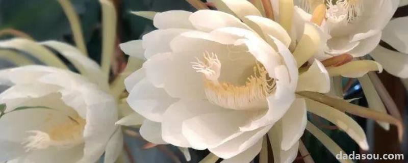 花卉昙花的<a href=https://www.dadasou.com/ny/yangzhi/ target=_blank class=infotextkey>养殖</a>方法,附注意事项
