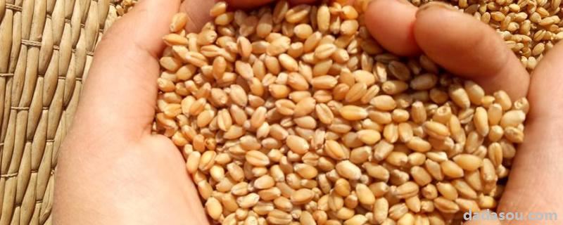 小麦种子成熟过程中物质的转化，附成熟过程中水分减少的原因