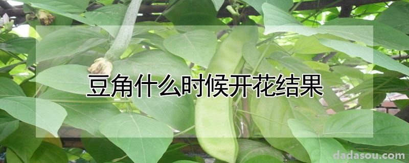 豆角什么时候开花结果