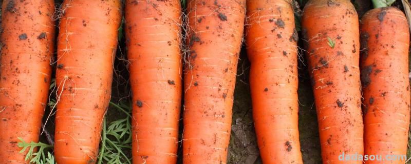 胡萝卜怎么种，分别介绍水培和土培方法