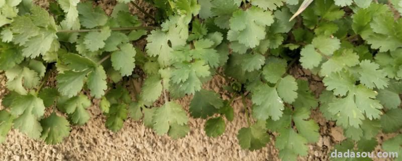 香菜栽培与<a href=https://www.dadasou.com/ny/zhongzhi/ target=_blank class=infotextkey>种植</a><a href=https://www.dadasou.com/news/142649.html target=_blank class=infotextkey>技术</a>,温度多少合适