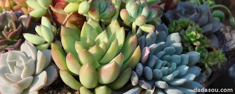 花卉肉肉的<a href=https://www.dadasou.com/ny/yangzhi/ target=_blank class=infotextkey>养殖</a>方法,附繁殖方法和管理