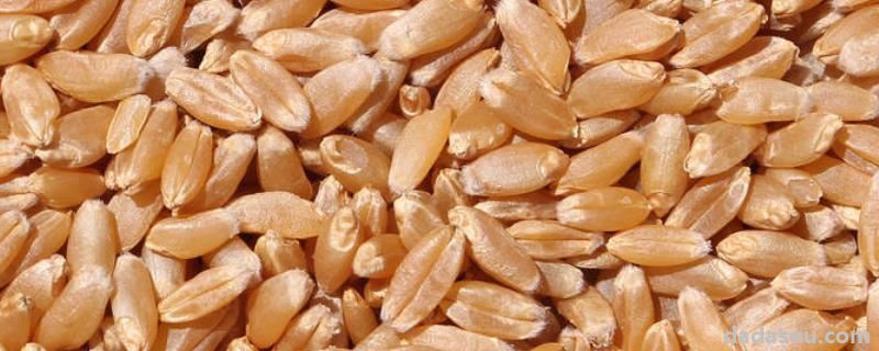 小麦种子保质期是多久，种子播多了怎么办
