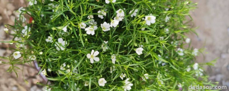 花卉满天星的<a href=https://www.dadasou.com/ny/zhongzhi/ target=_blank class=infotextkey>种植</a>方法和注意事项,怎么养才不会枯萎
