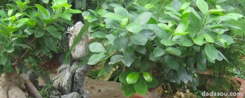花卉榕树的<a href=https://www.dadasou.com/ny/yangzhi/ target=_blank class=infotextkey>养殖</a><a href=https://www.dadasou.com/news/142649.html target=_blank class=infotextkey>技术</a>,如何修剪好看
