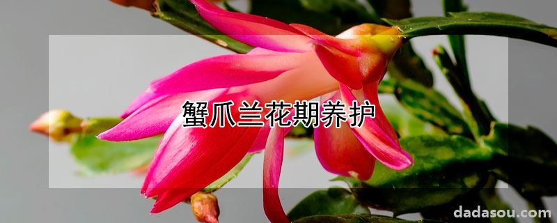 蟹爪兰花期养护