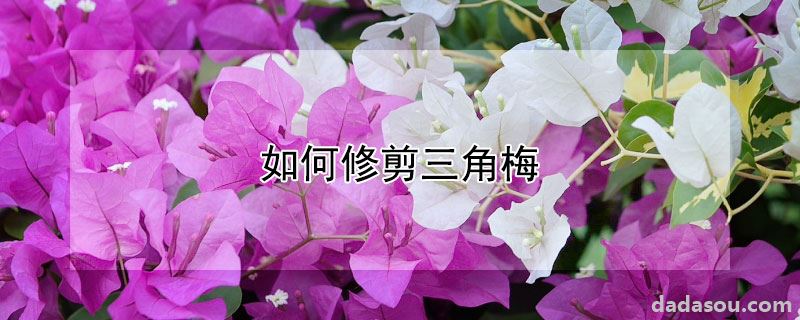 如何修剪三角梅