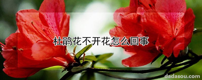 杜鹃花不开花怎么回事