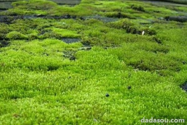 野生苔藓的种植方法