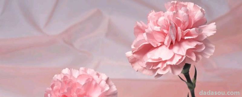 花卉康乃馨的<a href=https://www.dadasou.com/ny/yangzhi/ target=_blank class=infotextkey>养殖</a>方法,康乃馨有什么象征意义