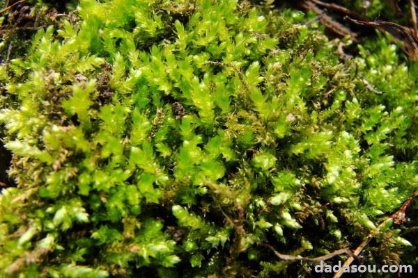 野生苔藓的种植方法