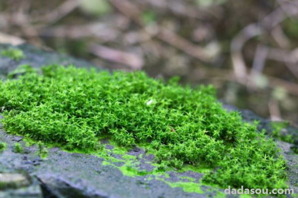 苔藓种子怎么种植方法