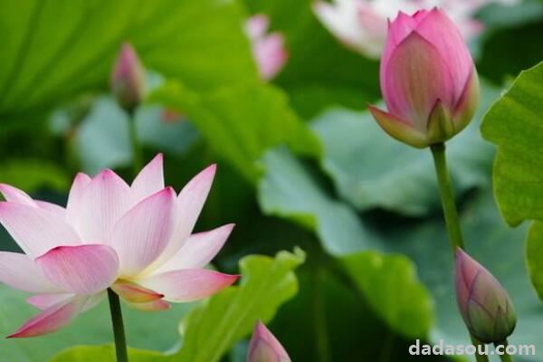 水芙蓉为什么变黄