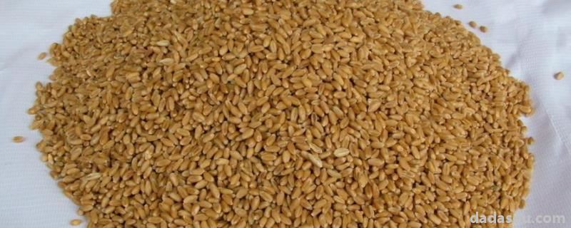 小麦种子熏蒸多长时间无毒，需要年年都买吗