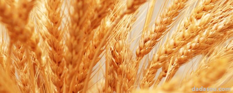 小麦种子慢条绣病是什么意思，缺镁会长成什么样