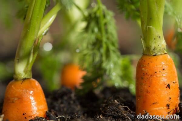 胡萝卜发芽后怎么养殖