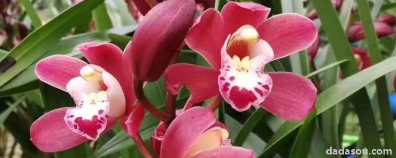 花卉墨兰的<a href=https://www.dadasou.com/ny/yangzhi/ target=_blank class=infotextkey>养殖</a>方法,附寓意和象征