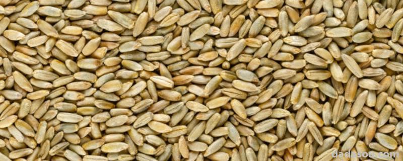 小麦种子为什么有甜味，为什么不饱满
