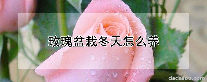 玫瑰盆栽冬天怎么养