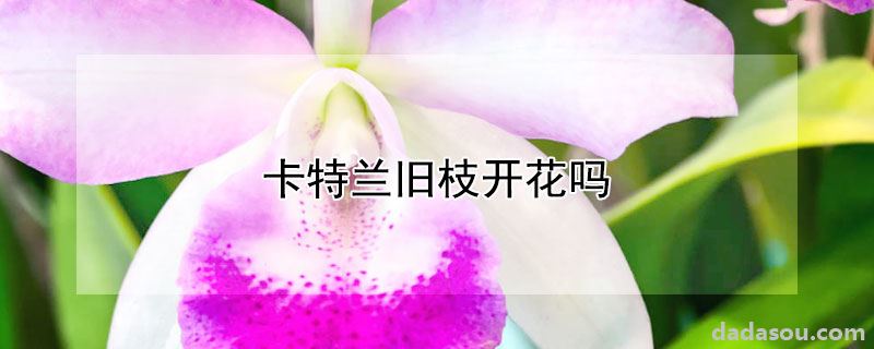 卡特兰旧枝开花吗