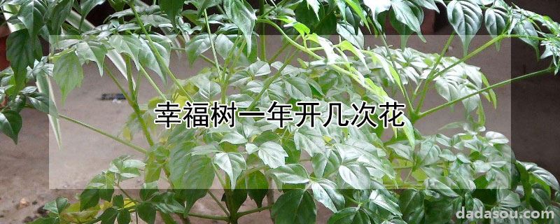 幸福树一年开几次花