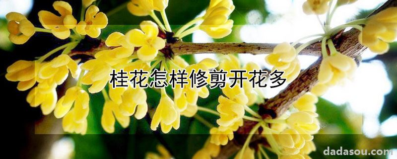 桂花怎样修剪开花多