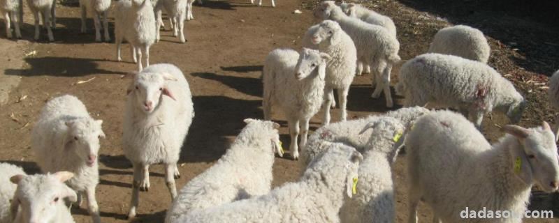 母羊下单羔是什么原因，羊羔死在肚子里母羊是啥反应