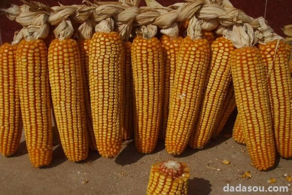 2021年高产玉米品种