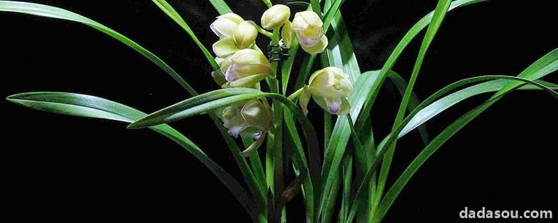 花卉兰花的<a href=https://www.dadasou.com/ny/yangzhi/ target=_blank class=infotextkey>养殖</a>,用什么土栽培好