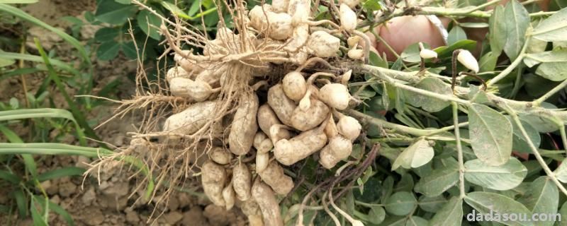花生专用肥的最佳配方,花生<a href=https://www.dadasou.com/ny/zhongzhi/ target=_blank class=infotextkey>种植</a>盖地膜好还是不盖地膜好