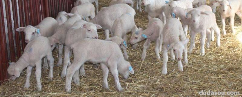 刚出生小羊吃土霉素吃法，小羊吃了猪饲料会有什么反应