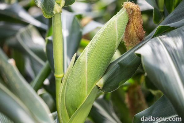 2021年高产玉米品种