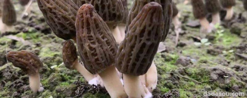 羊肚菌出菇期管理方法,不出菇的原因是什么