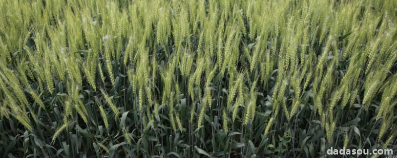 小麦种子鲁原502产量如何，福照6002高产吗