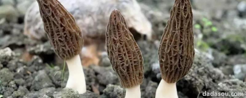 羊肚菌的<a href=https://www.dadasou.com/ny/zhongzhi/ target=_blank class=infotextkey>种植</a>方法栽培<a href=https://www.dadasou.com/news/142649.html target=_blank class=infotextkey>技术</a>,适合在什么地方种植