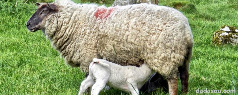 公羊不爬母羊是怎么回事，母羊下完过多久打栏是正常