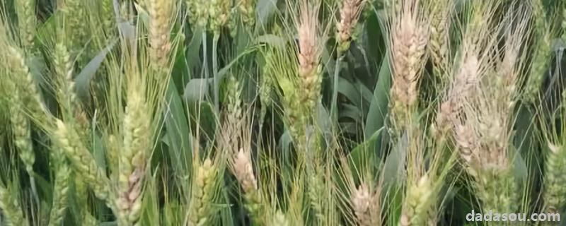 小麦根腐病,黄花叶病怎么防治