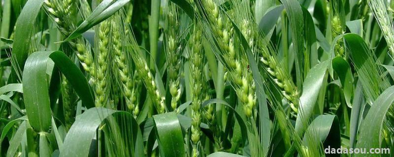小麦是先打除草剂还是先施肥,除草剂可以加二氢钾吗