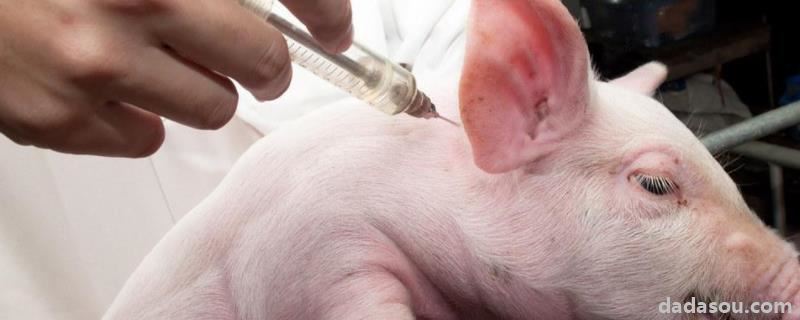 猪支原体疫苗怎么打，猪圆环疫苗的不良反应