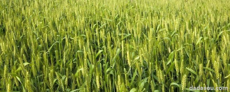 春季小麦施什么肥合适，刚打过除草剂能不能施肥