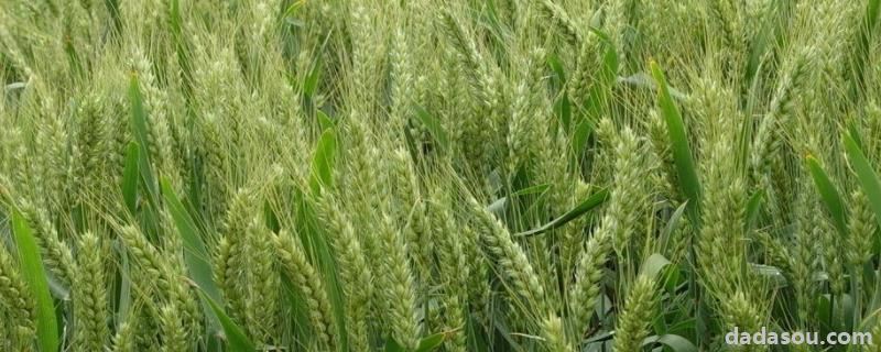 小麦生长周期，一亩地能产2000斤吗