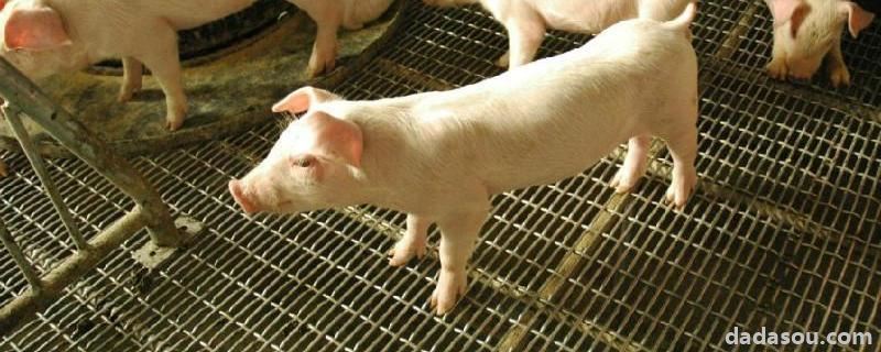 黄安间甲氧嘧啶钠和青霉素合在一起对猪起什么作用，和安乃近能一起用吗