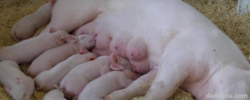 前列烯醇啥时候打母猪，母猪不让仔猪吃奶的原因及处理方法