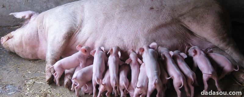 后备母猪必须打的疫苗，母猪产后多久打细小病毒疫苗
