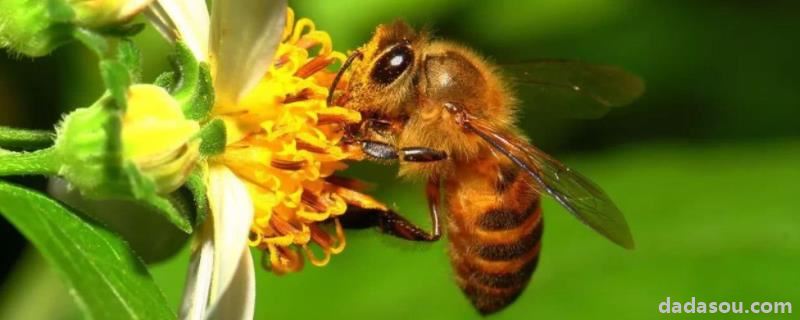 意蜂治螨最有效的方法，防治木蜂咬木头的有效方法