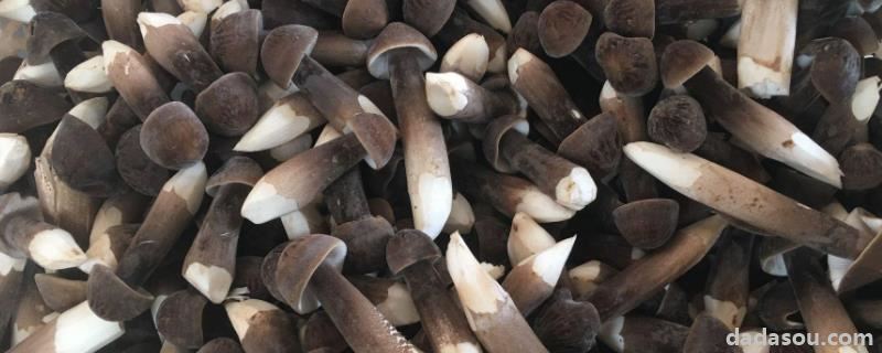 黑皮鸡枞菌的<a href=https://www.dadasou.com/ny/zhongzhi/ target=_blank class=infotextkey>种植</a><a href=https://www.dadasou.com/news/142649.html target=_blank class=infotextkey>技术</a>与管理,鸡枞菌一般长在什么地方,怎么形成的